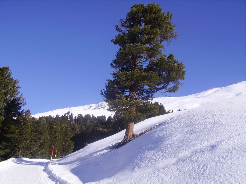 Rodelweg auf die Juifenalm