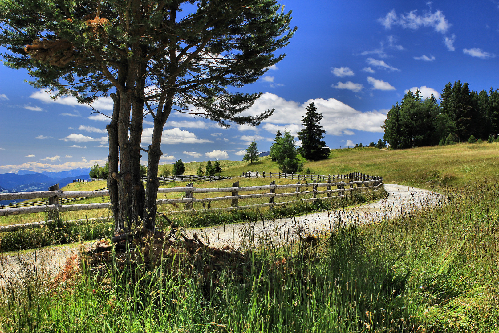 Rodenecker Alm No.1