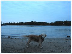 Rodenkirchen  Rhein Retriever