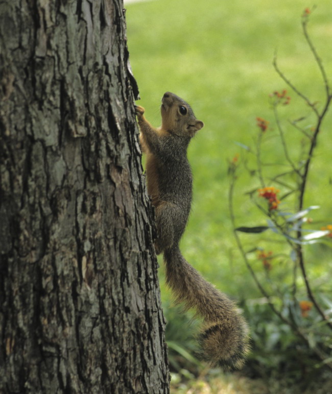 Rodent in the Park