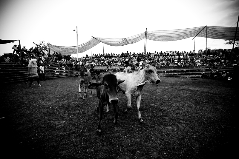 Rodeo a Lascano (Ecuador)