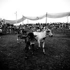 Rodeo a Lascano (Ecuador)