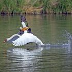 Rodeo auf dem Schwanensee