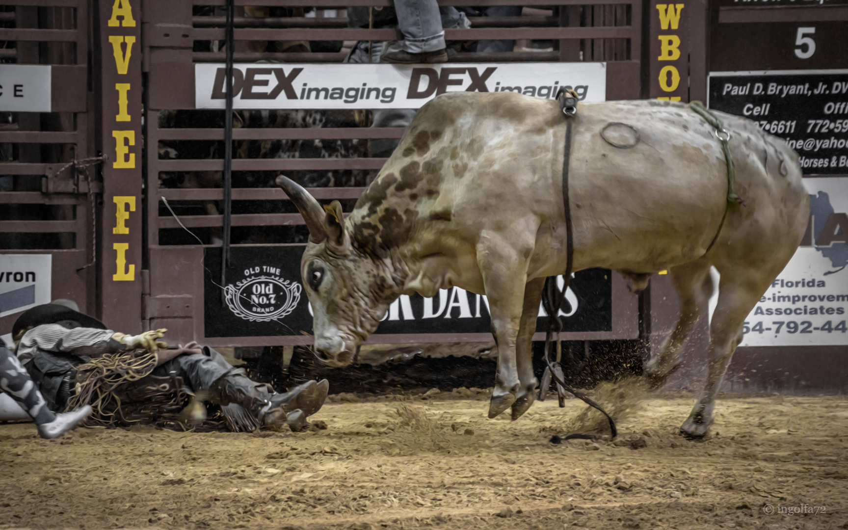 Rodeo "Bull riding"