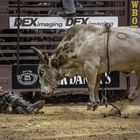 Rodeo "Bull riding"