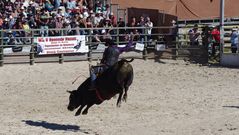 Rodeo- Bull Riding