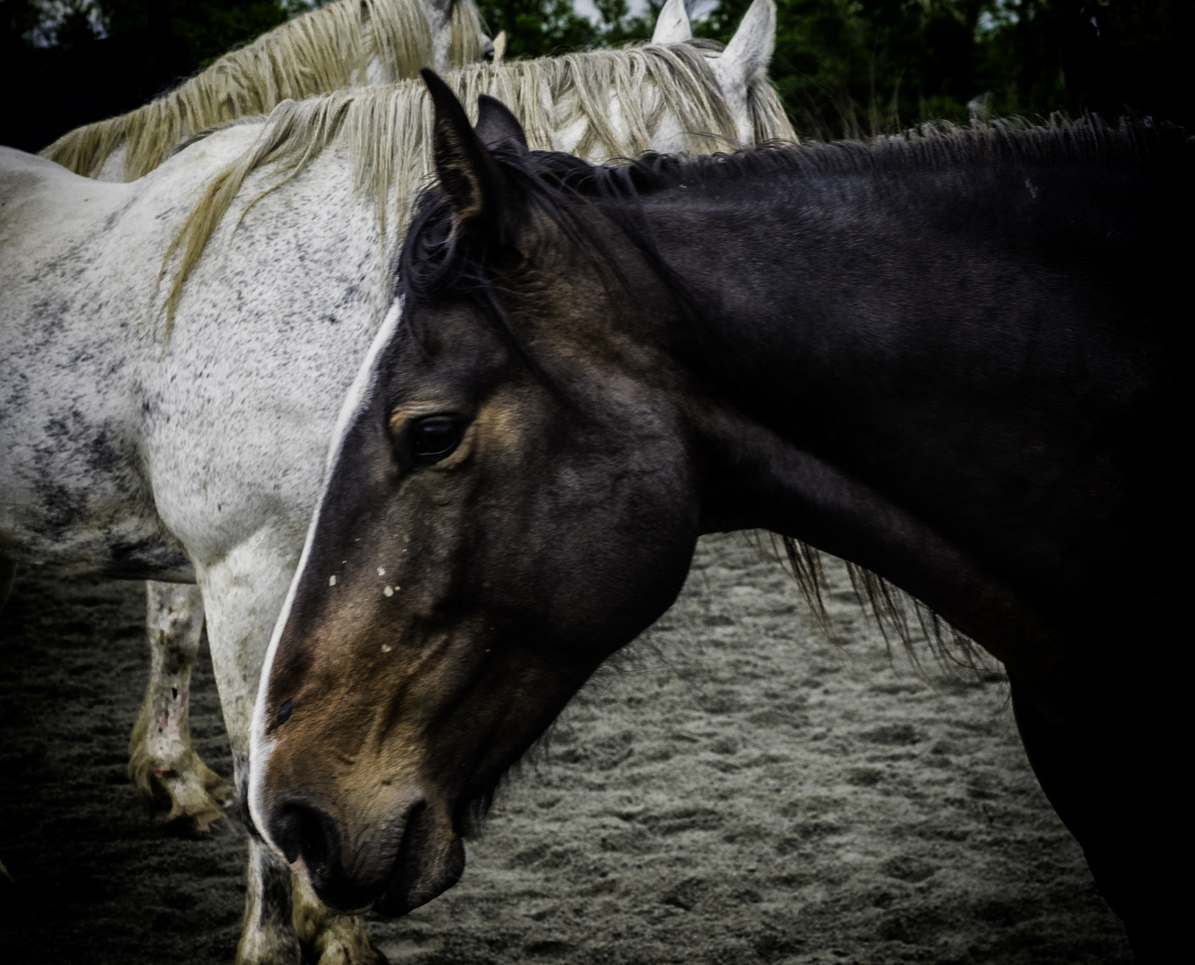 Rodeo Horses