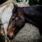 Rodeo Horses