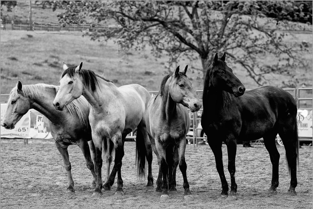 Rodeo Horses