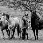 Rodeo Horses