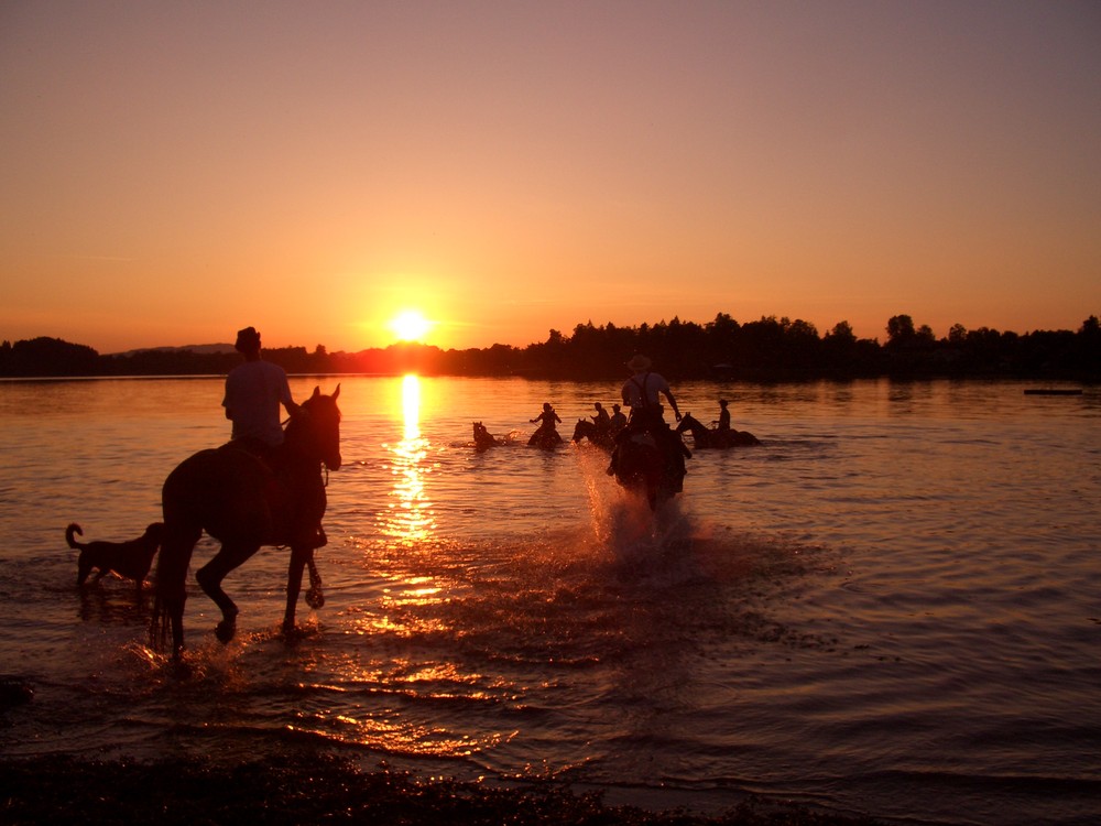 * Rodeo im Wasser