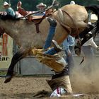 Rodeo in Dresden