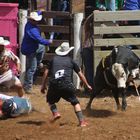 Rodeo in Maungatapere