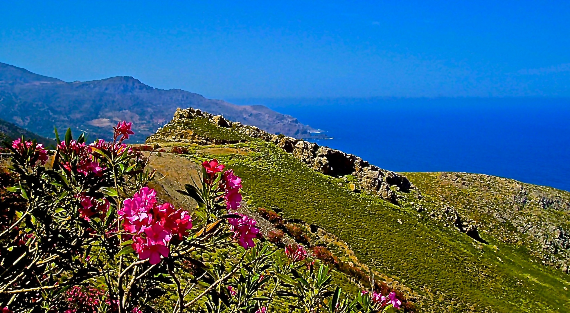 Rododendri in fiore