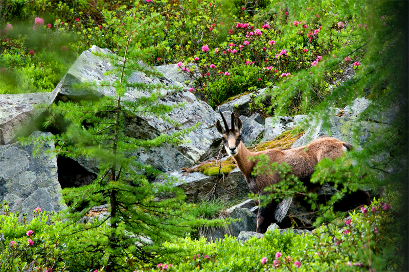 Rododendri in fiore...