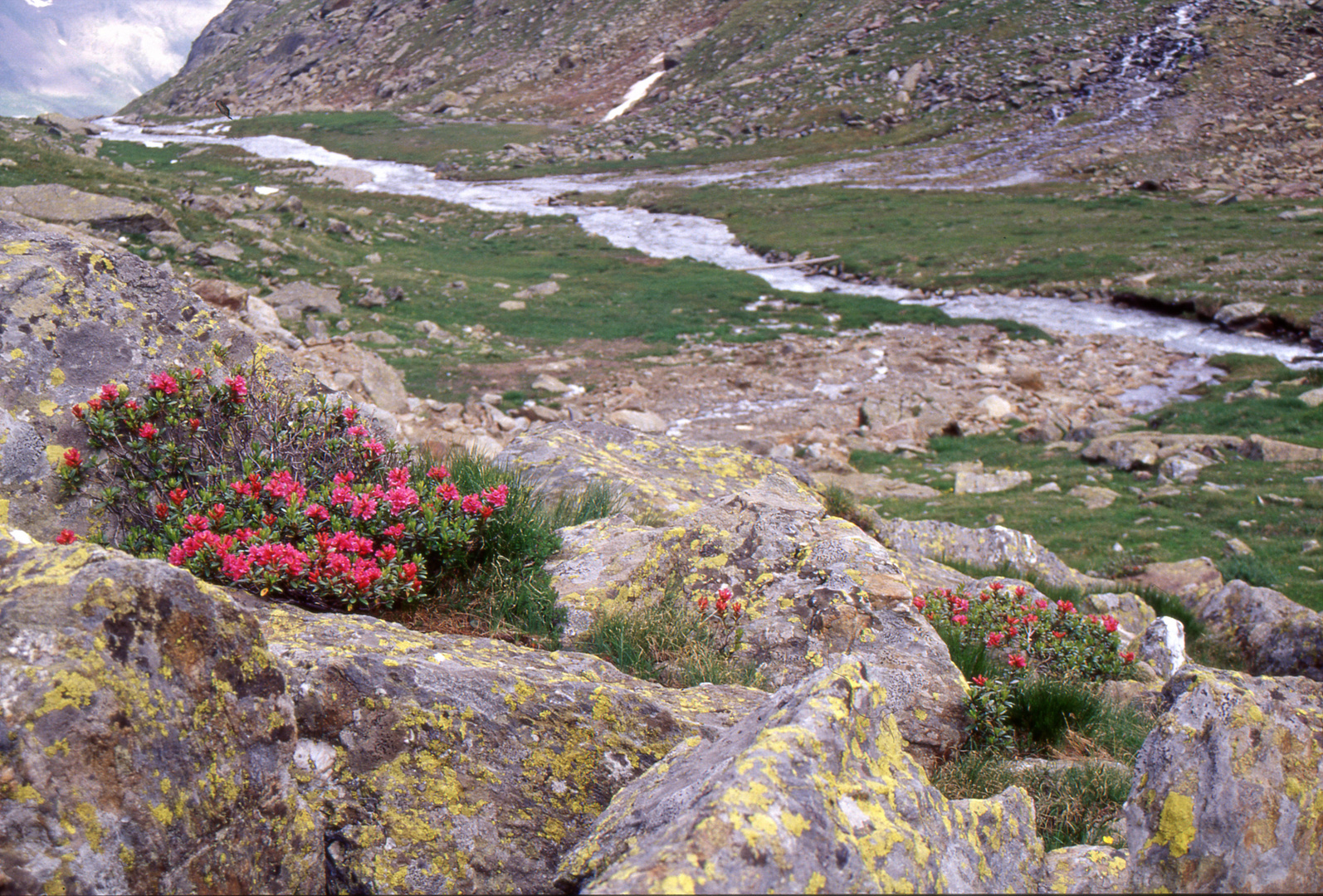 Rododendri nel Parco Nazionale dello Stelvio