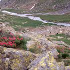 Rododendri nel Parco Nazionale dello Stelvio