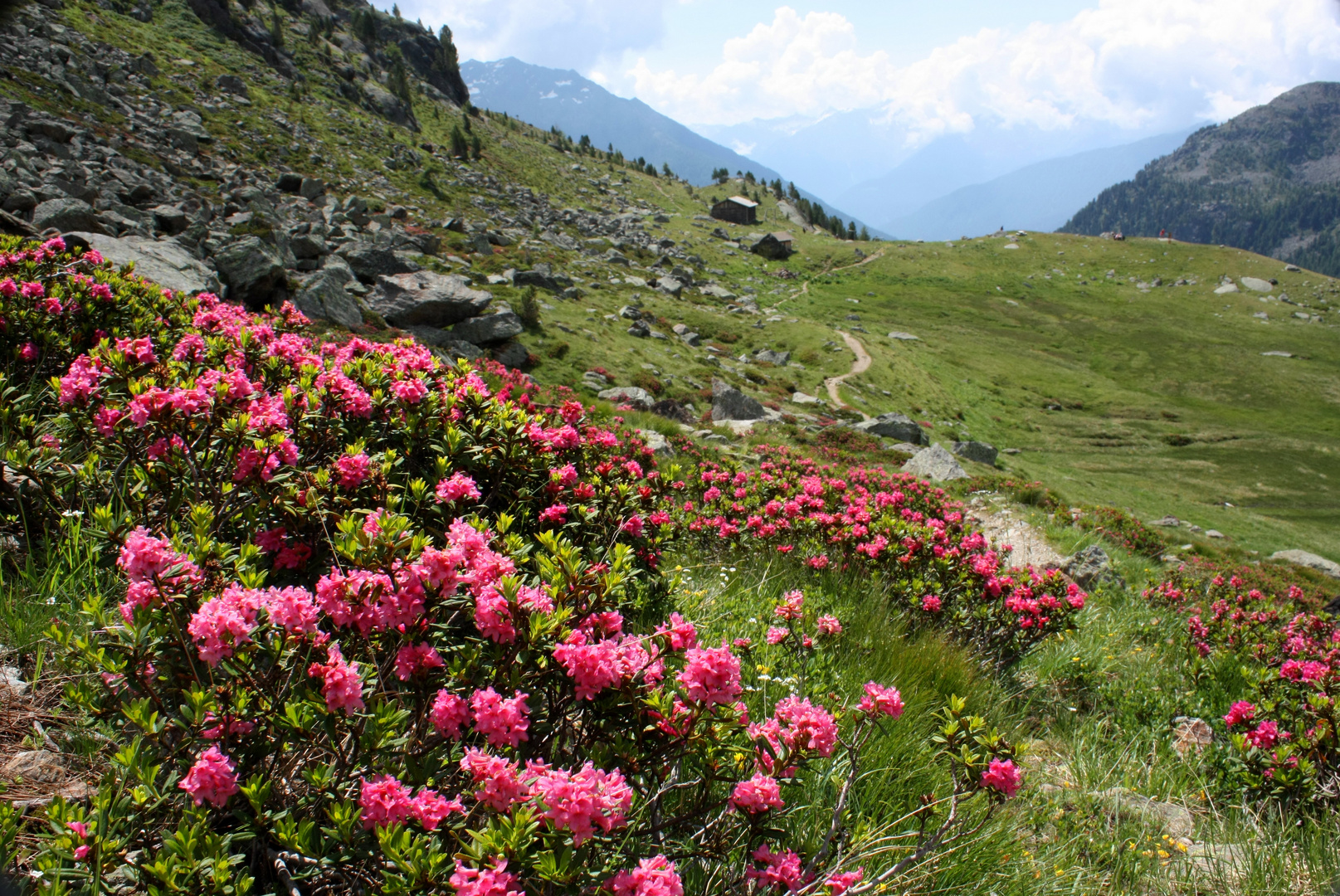 Rododendri nel Parco Nazionale dello Stelvio