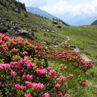 Rododendri nel Parco Nazionale dello Stelvio