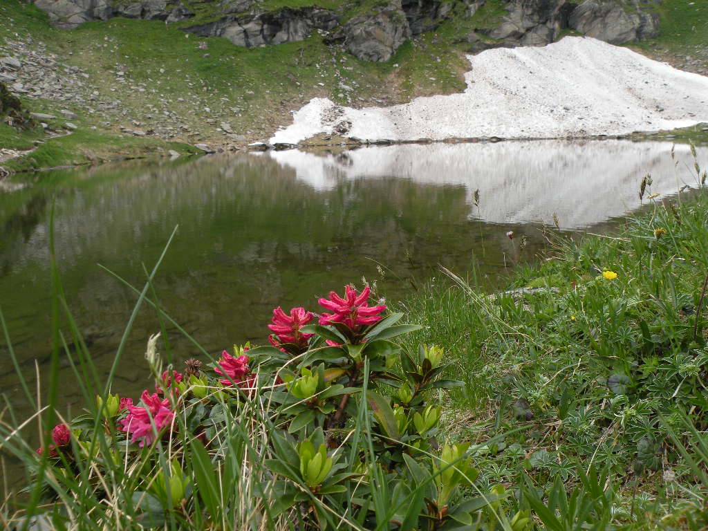 Rododendri si specchiano nel laghetto di montagna