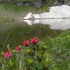 Rododendri si specchiano nel laghetto di montagna