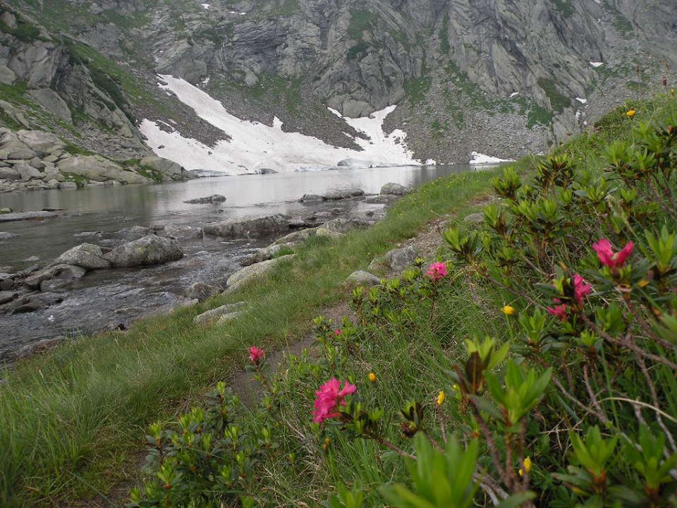 Rododendri spuntano tra la neve