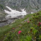 Rododendri spuntano tra la neve