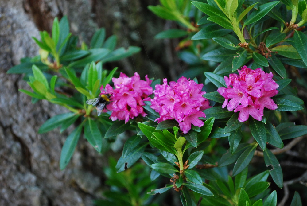 RODODENDRO