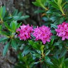 RODODENDRO