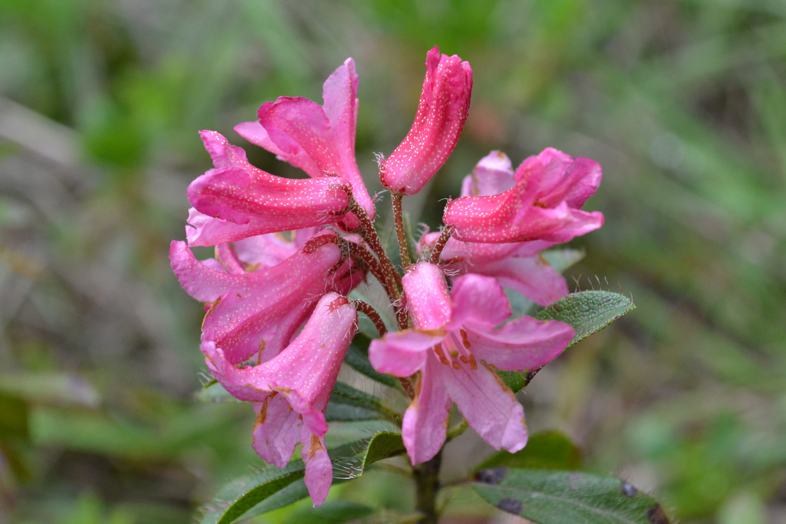 Rododendro