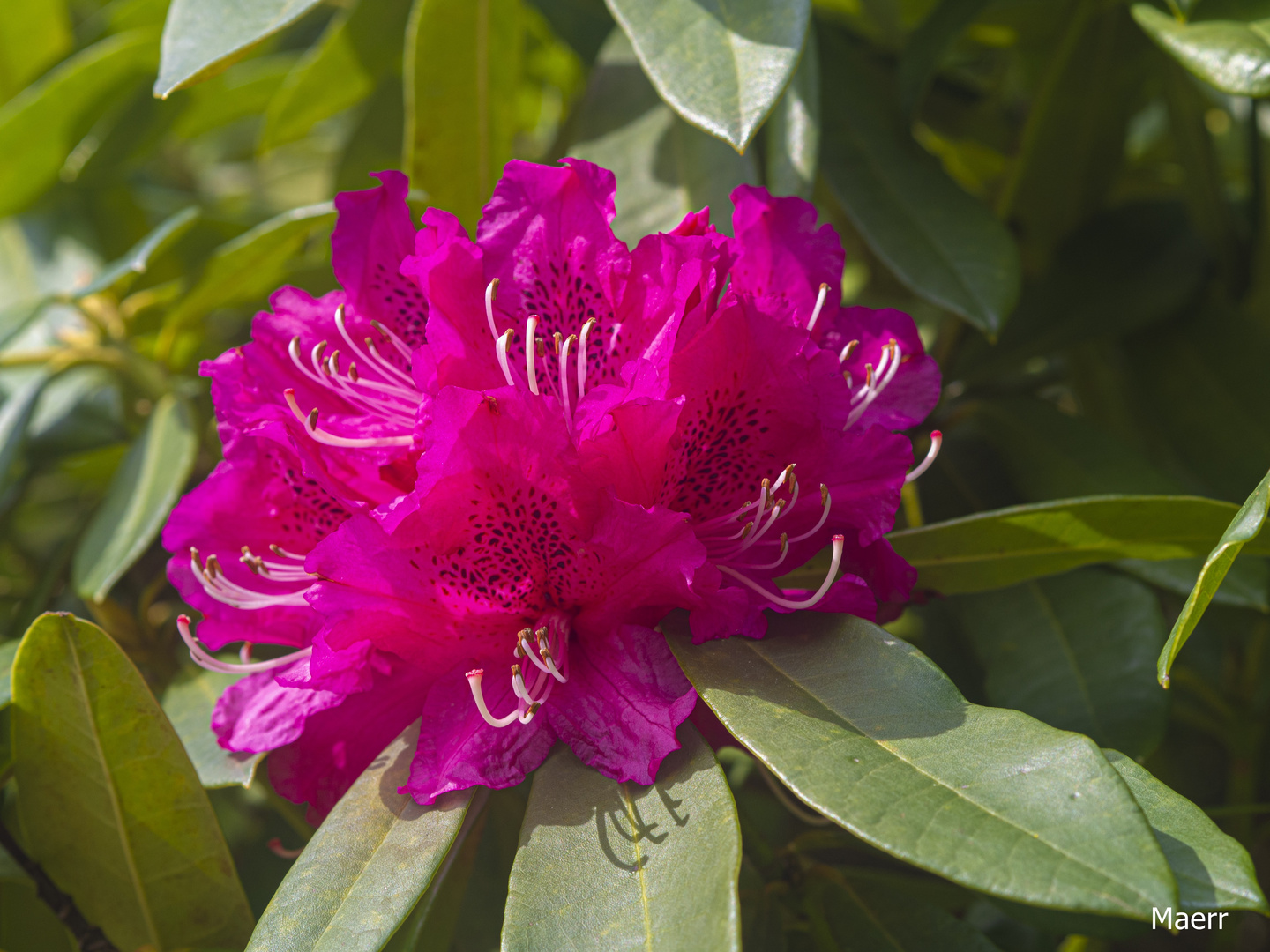 Rododendro fusia