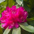 Rododendro fusia