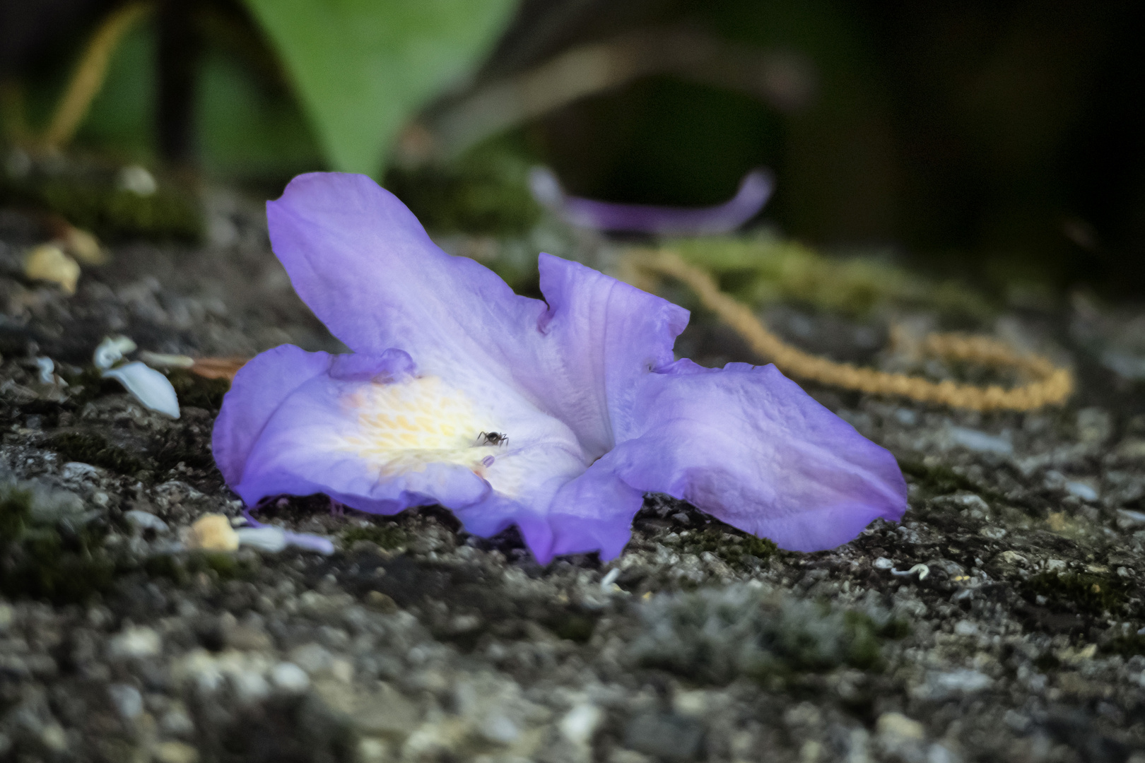 Rododendro sul muro