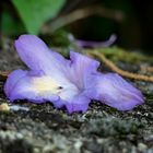 Rododendro sul muro