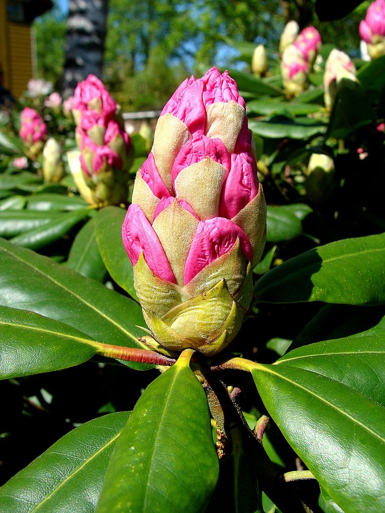 Rododendron