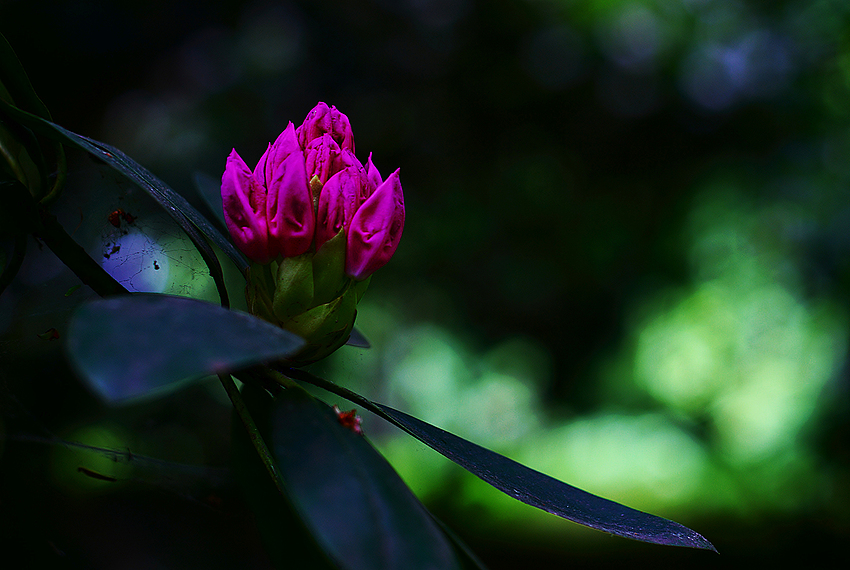 Rododendron 2.