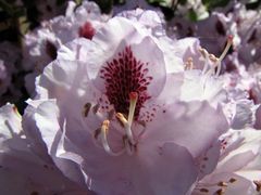 Rododendron