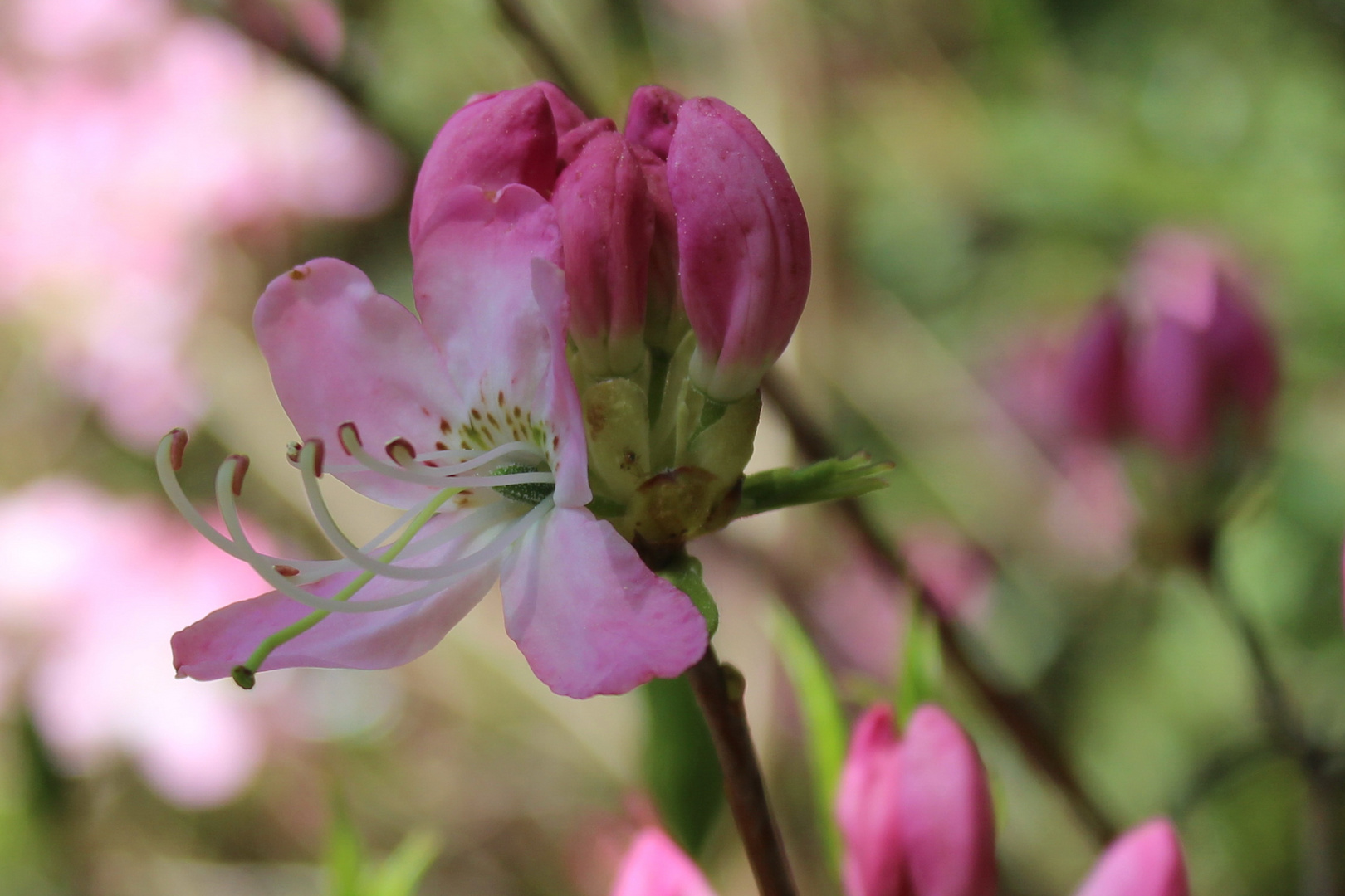 Rododendron