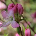 Rododendron