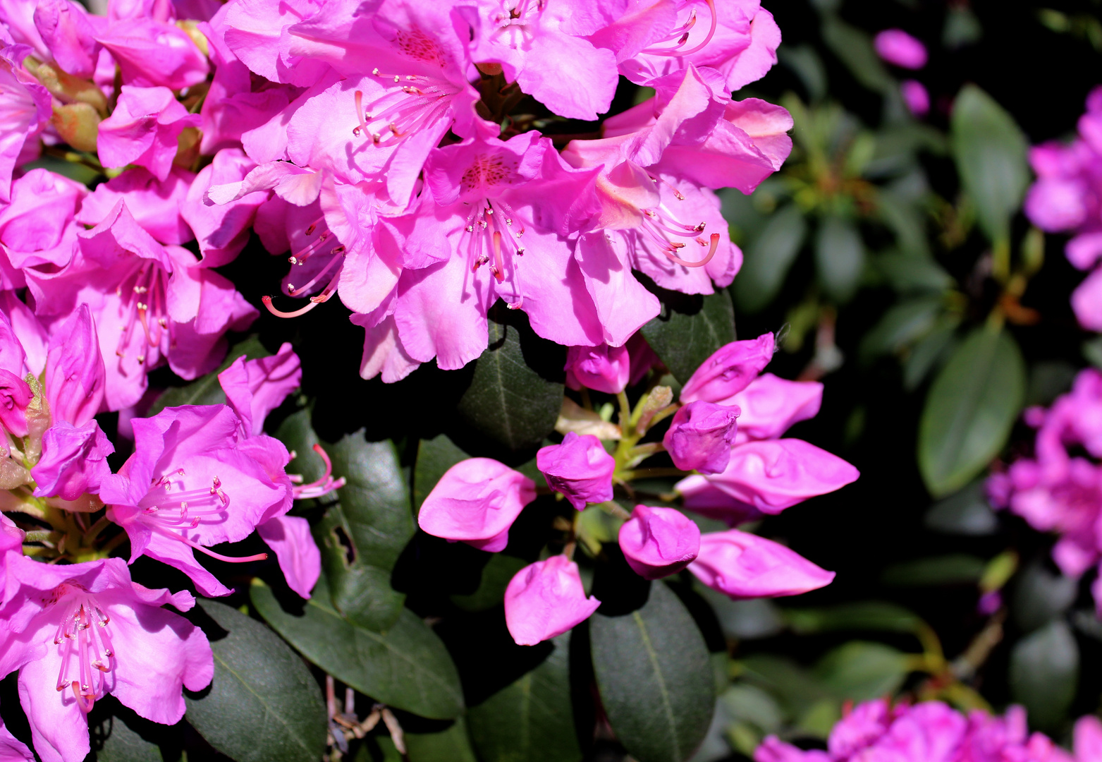 Rododendron Foto & Bild outdoor, natur, blume Bilder auf