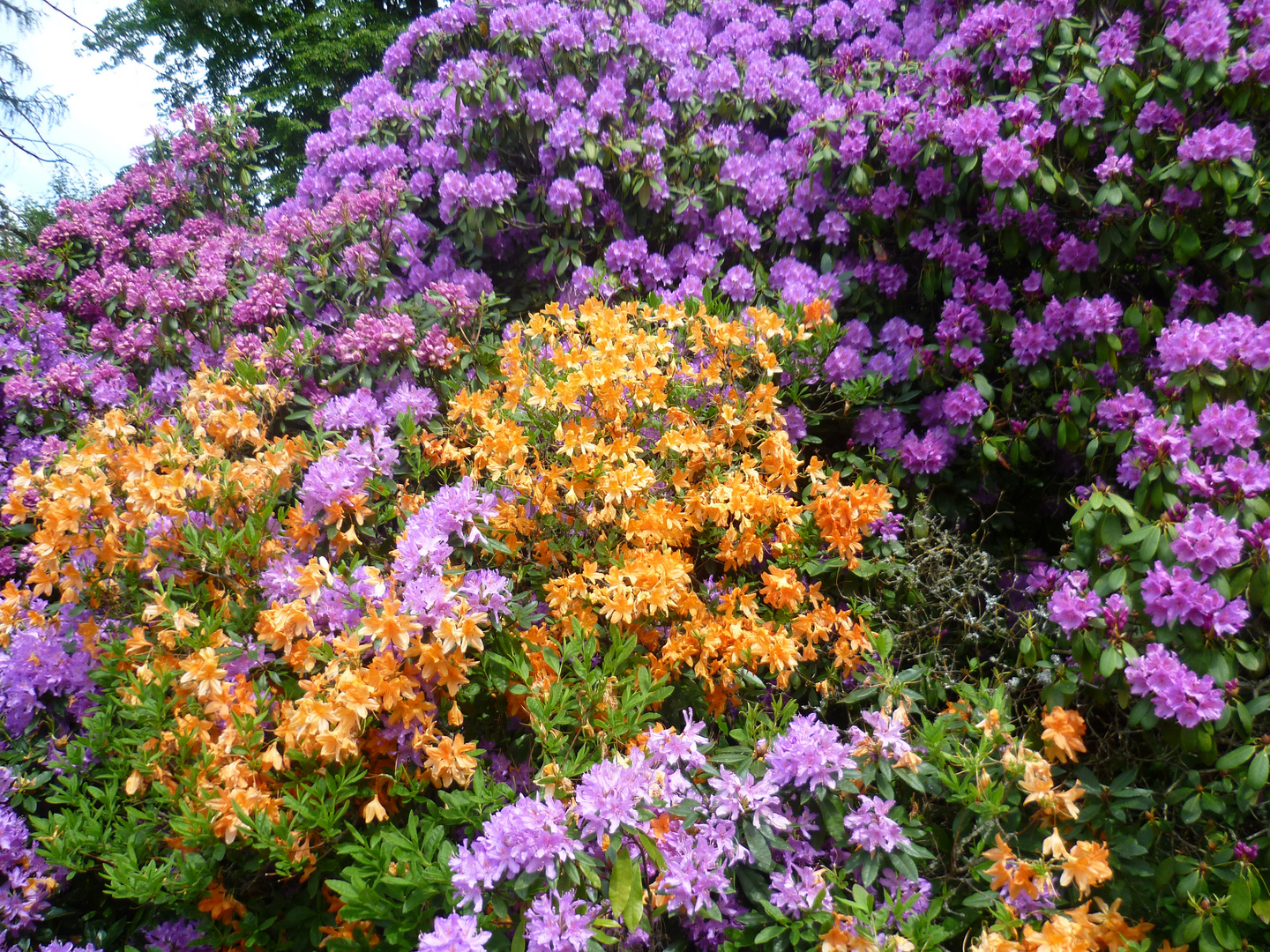 Rododendron Botanisdcher Garten Marburg 