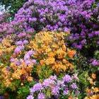 Rododendron Botanisdcher Garten Marburg 