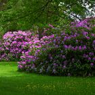 Rododendron im Schwarzwald