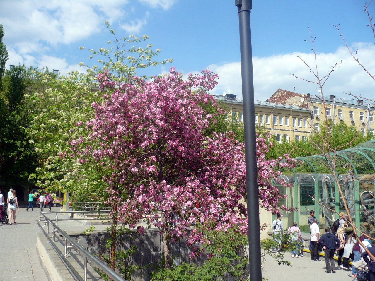 Rododendron Sommerblumen