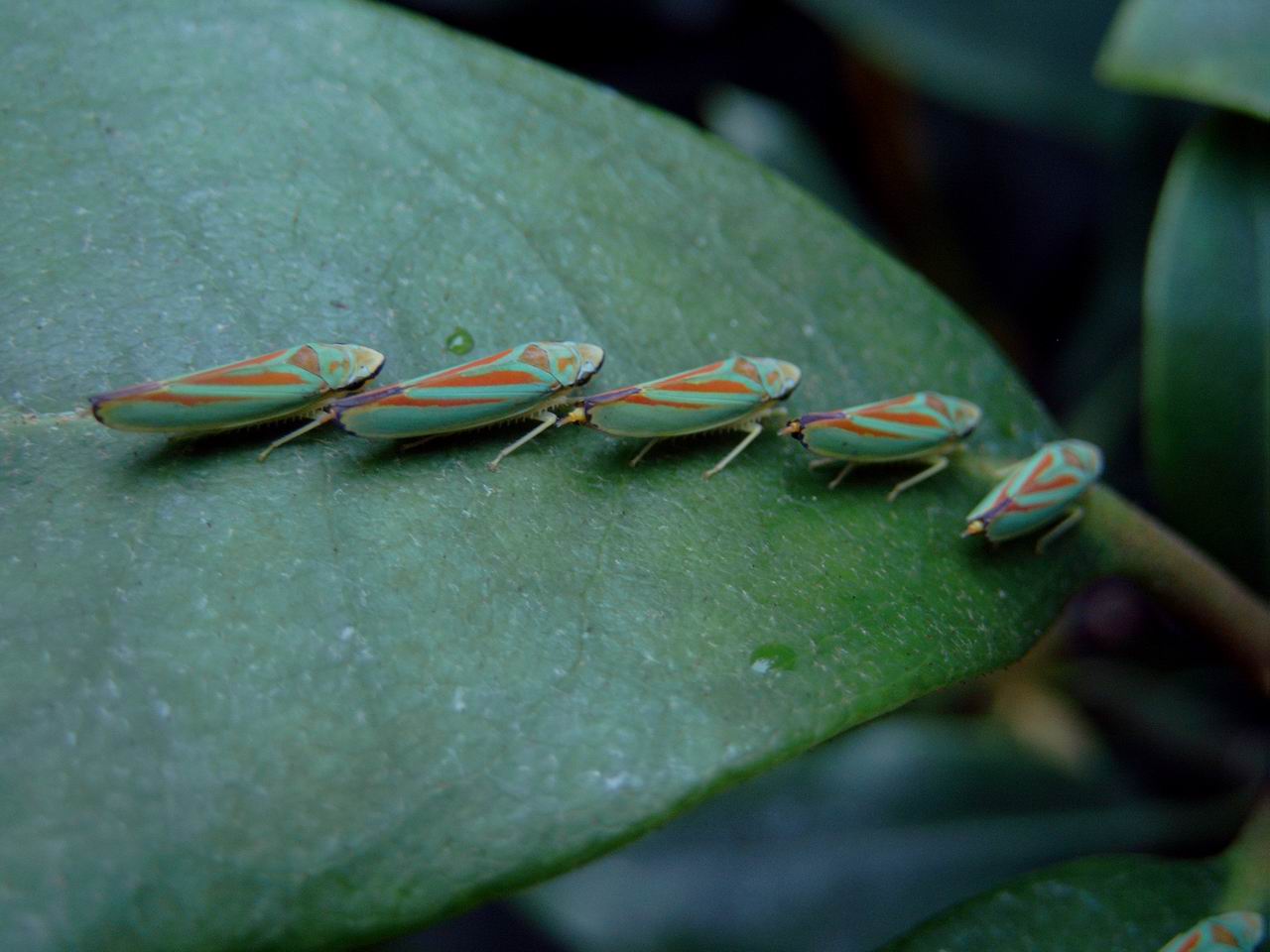 Rododendron-Zikaden Graphocephala fennahi