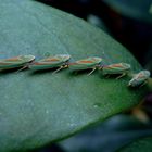 Rododendron-Zikaden Graphocephala fennahi