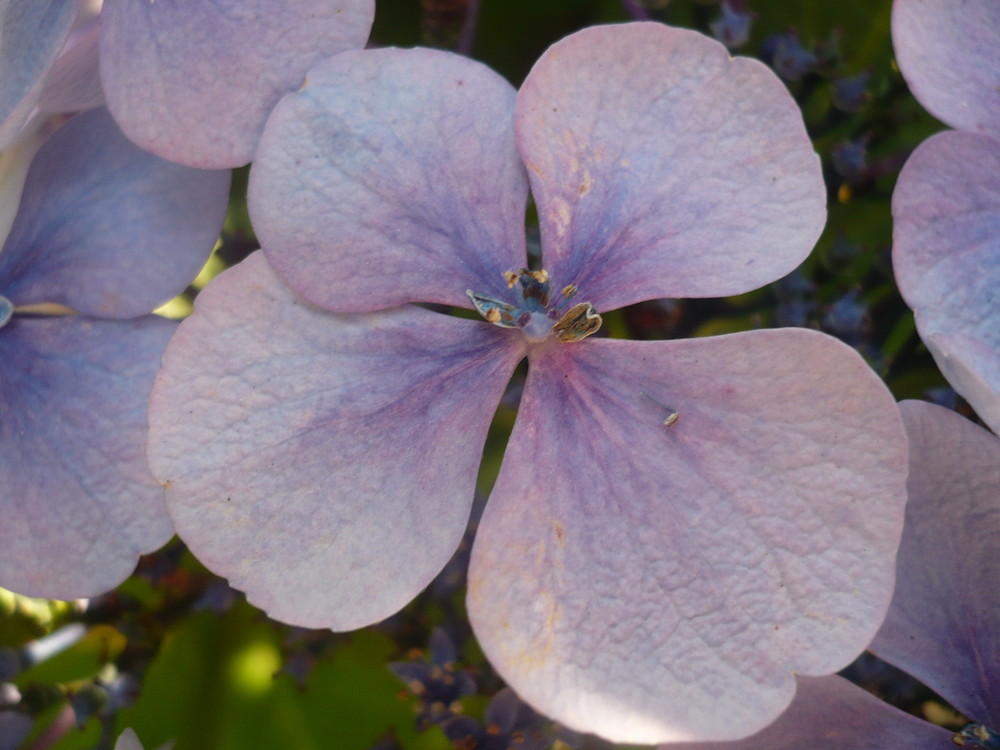 Rododendronblüte