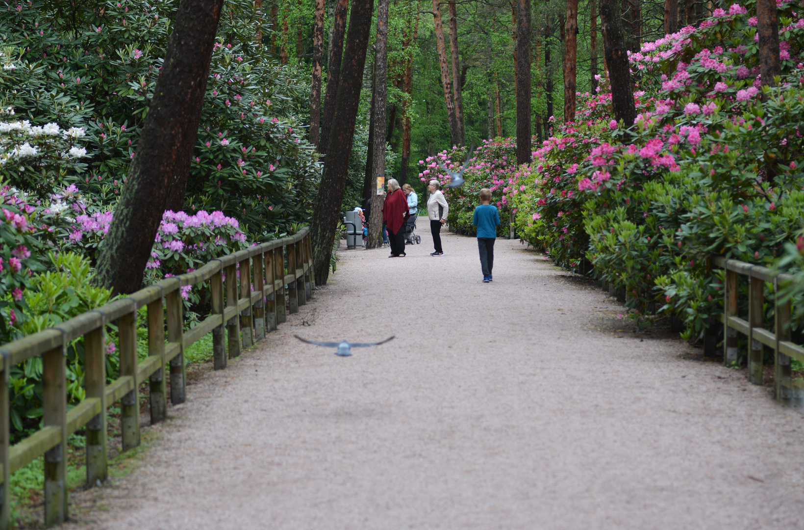 Rododendronpark, Helsinki, Haaga