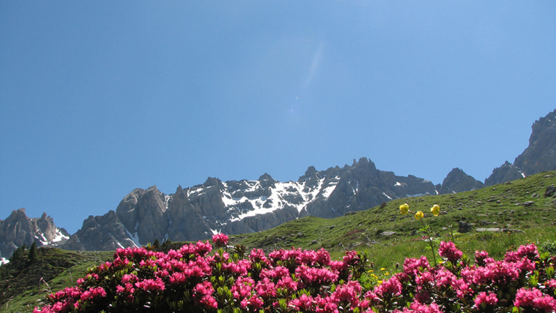 Rododendrons (Hautes-Alpes)