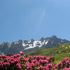 Rododendrons (Hautes-Alpes)